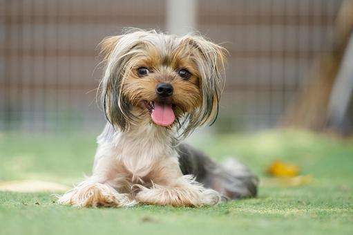 ヨークシャーテリアのポートレート ヨークシャーテリアのポートレート 犬,ヨーキー,ヨークシャーテリアの写真素材