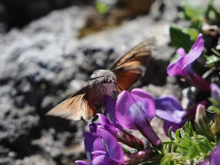 Photo, hojak, insect, honey, 