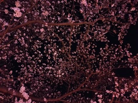 夜空に煌めく花々 夜空に煌めく花々の写真