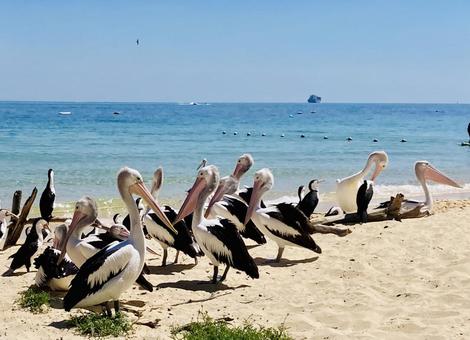 ペリカンと海 ペリカン,鳥,海の写真素材
