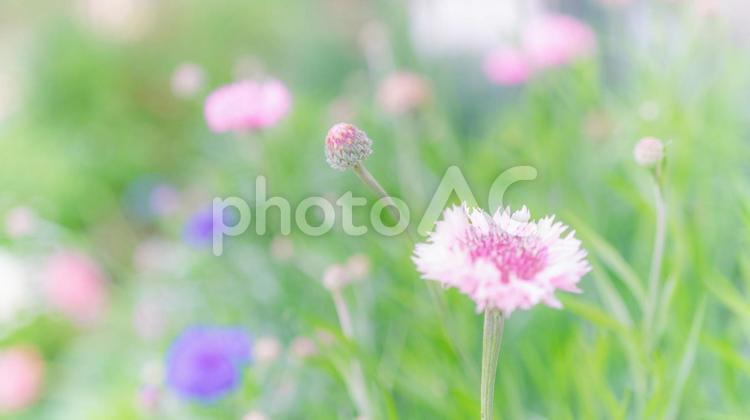 可愛らしい矢車菊の風景 花,植物,自然の写真素材