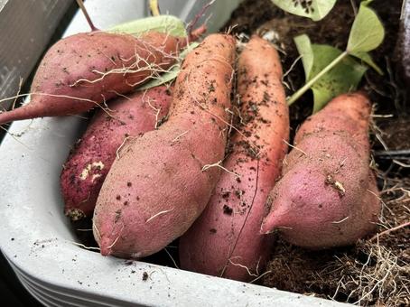 収穫したさつまいも 収穫したさつまいも さつまいも,芋,食べ物の写真素材