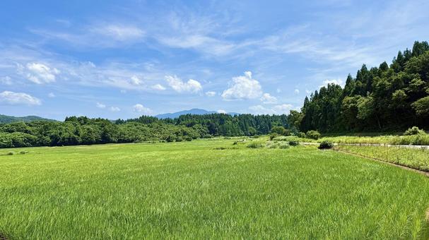 夏の水田 夏の水田の写真