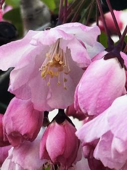 ピンクの花 ピンクの花の写真
