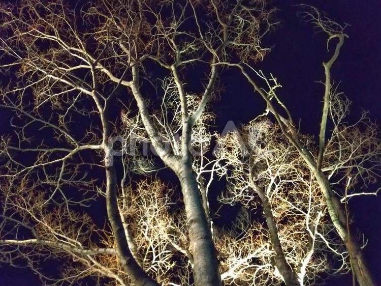 夜のケヤキ ケヤキ,夜,ライトアップの写真素材