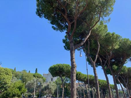 ローマの街路樹の写真