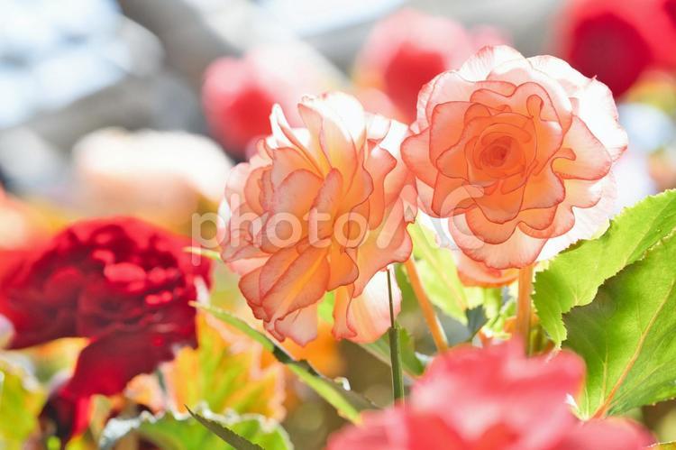 陽光に輝く美しい花々の競演① 花,花びら,鮮やかの写真素材