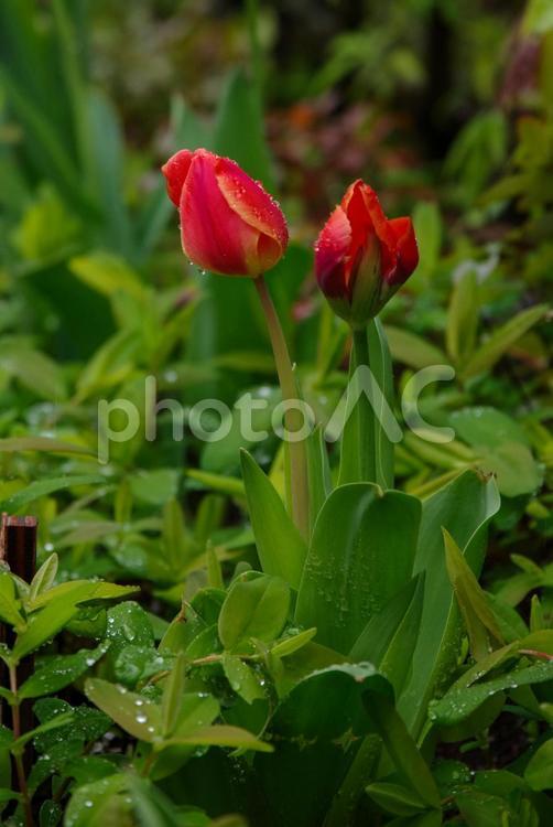 雨のしずくが付く赤いチューリップ チューリップ,日本,東京の写真素材