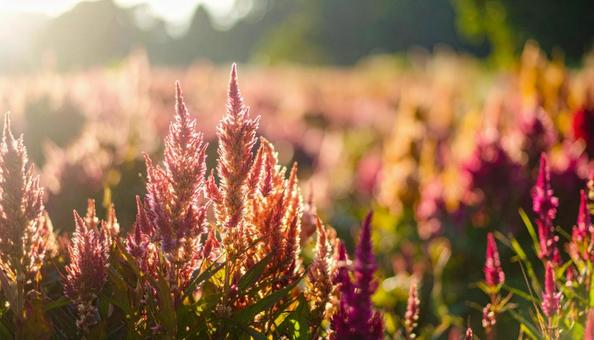 秋の花 ケイトウ 9月 10月 秋の花 ケイトウ 9月 10月の写真