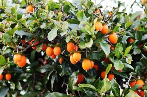 トキワガキ１（咲くやこの花館） トキワガキ,植物,かわいいの写真素材