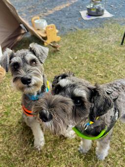 キャンプ中のワンコたち 犬,わんこ,犬科の写真素材