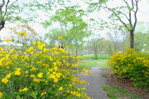 春の気配 ハナスベリヒユ,ポーチュラカ,黄色い花の写真素材