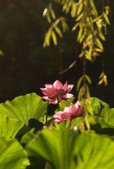 不忍池の蓮 不忍池の蓮 不忍池,蓮,ハスの写真素材