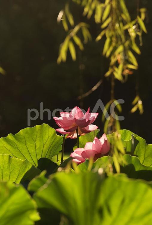 不忍池の蓮 不忍池,蓮,ハスの写真素材