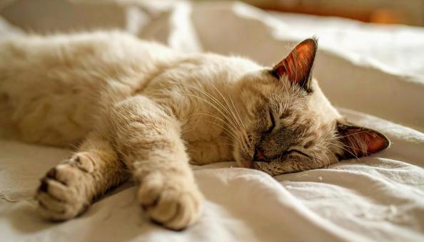 昼寝するかわいい子猫 昼寝するかわいい子猫の写真