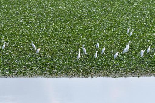 池に集まったサギの群れ 池に集まったサギの群れ サギ,鳥,野生の写真素材