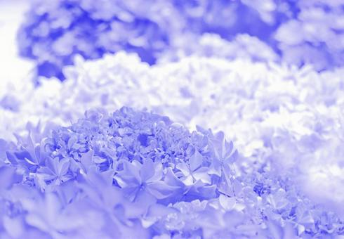 Background material image of blue hydrangeas during the rainy season in June, JPG Background material image of blue hydrangeas during the rainy season in June, JPG