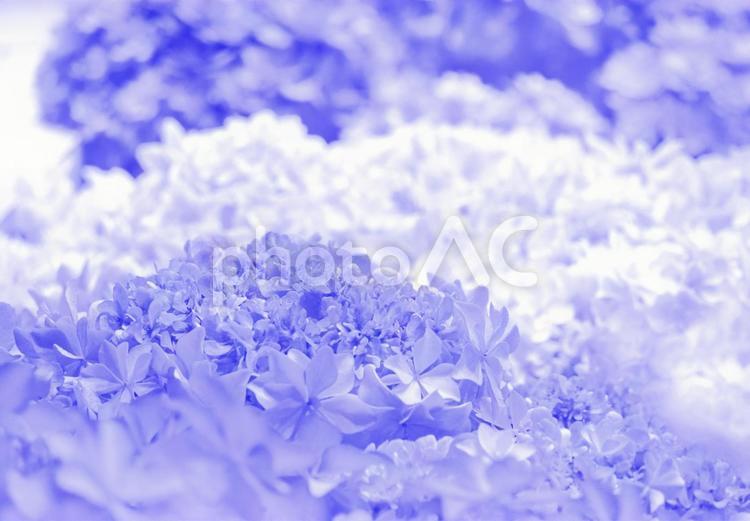 6月梅雨の時期の青い紫陽花の背景素材画像 紫陽花,アジサイ,梅雨の写真素材
