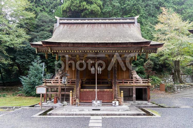 滋賀　日吉大社　東本宮　樹下神社の本殿 日吉大社,日枝社,日吉の写真素材