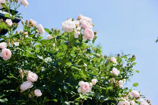 ピンクのバラ バラ,花,植物の写真素材