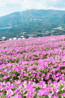 ひるがの高原ロープウェイ ピンクの花 ひるがの高原ロープウェイ ピンクの花の写真