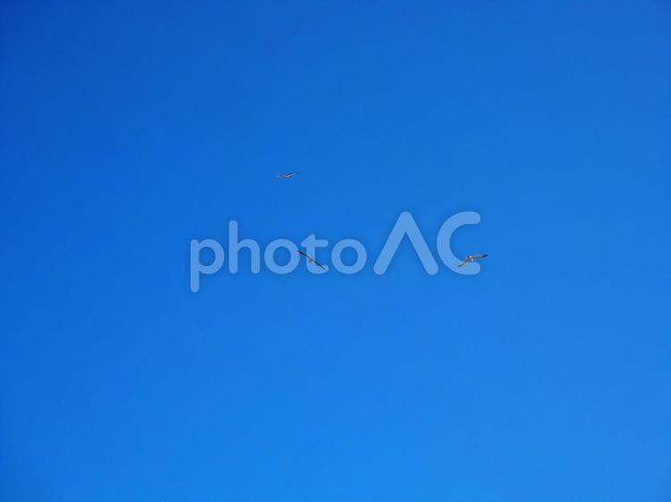 【背景素材】夏の青空とカモメちらほら 背景,青空,空の写真素材