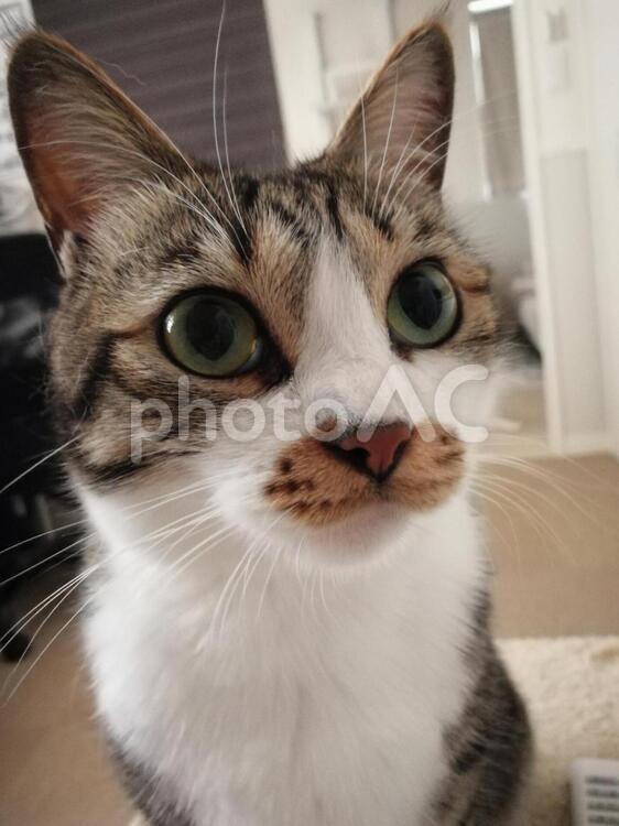 真剣に話を聞いている猫 猫,ねこ,ネコの写真素材