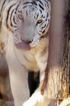ホワイトタイガー ホワイトタイガーの写真
