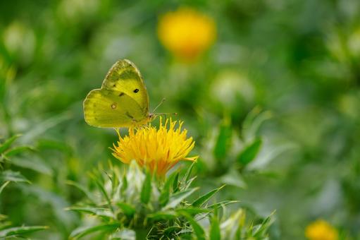 Monad butterfly (8), JPG