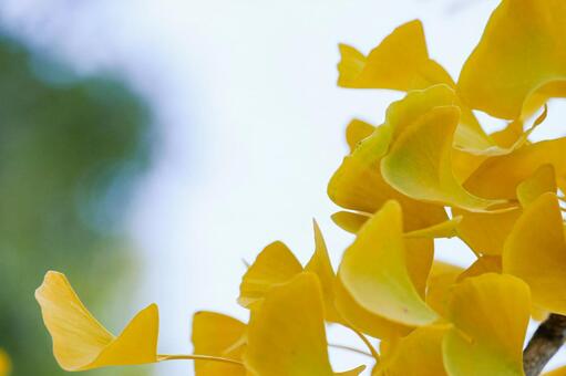 透過光で輝くイチョウの葉と余白 イチョウ,銀杏,葉の写真素材