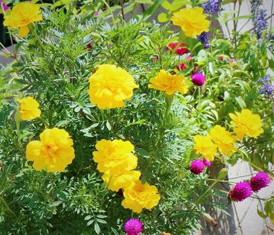 きれいに咲くマリーゴールドの花壇 マリーゴールド,黄色い花,イエローの写真素材