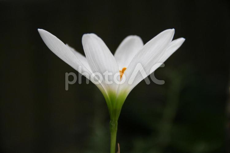 ゼフィランサス・タマスダレクローズアップ ゼフィランサス,草花,自然風景の写真素材
