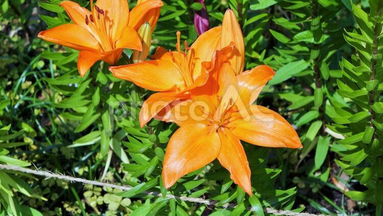 ユリ　千種公園　名古屋 ゆり,ユリ,lilyの写真素材
