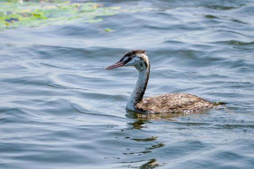 カンムリカイツブリの若鳥⒄ カンムリカイツブリの若鳥⒄の写真