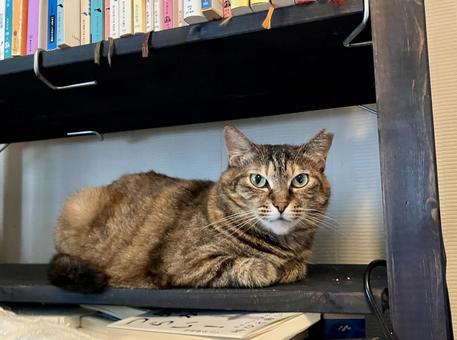 猫 猫 猫,ねこ,キャットの写真素材