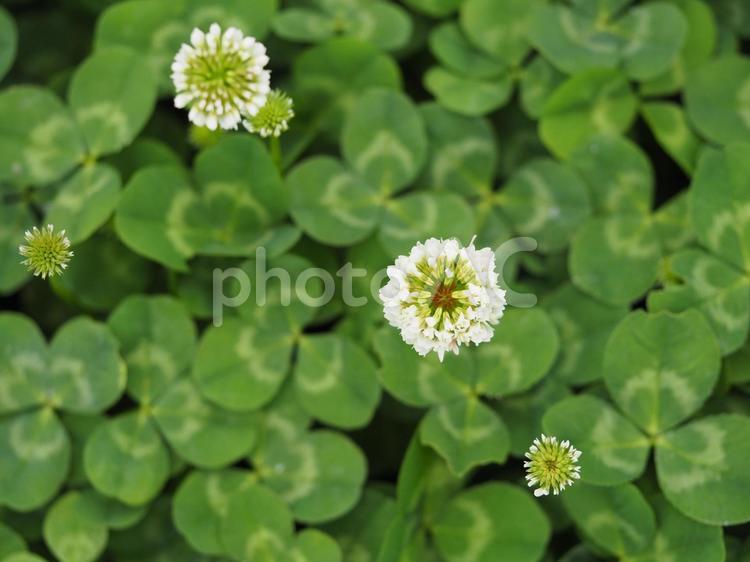 春　シロツメクサの花と葉っぱ① シロツメクサ,帰化植物,白詰草の写真素材
