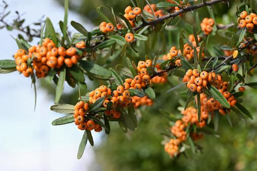 ピラカンサ ピラカンサ,タチバナモドキ,低木の写真素材