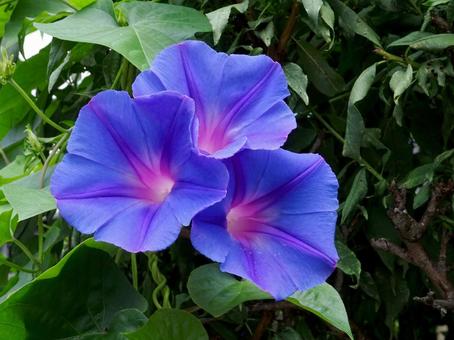 アサガオの花 アサガオの花の写真