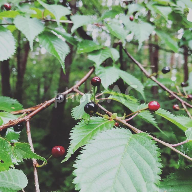 木の実 森,木の実,季節の写真素材