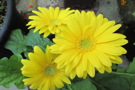 ガーベラの花 ガーベラの花の写真