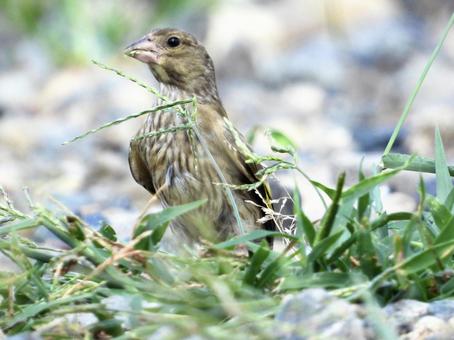 穂を食むカワラヒワ 穂を食むカワラヒワの写真