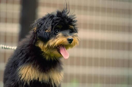 舌出しワンコの顔 犬,ミックス犬,いぬの写真素材