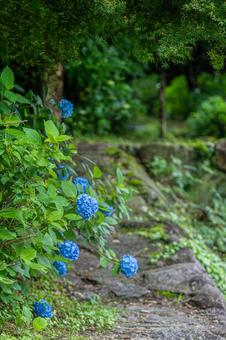 佐賀-【見返りの滝とあじさい】 佐賀,唐津市,見返りの滝の写真素材