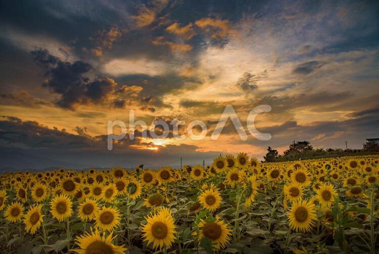 ひまわり畑の夕暮れ ひまわり,夕日,空の写真素材