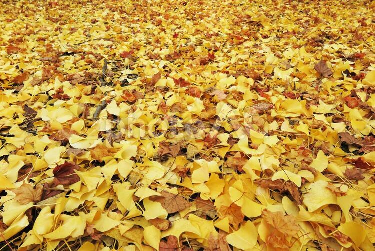 落ち葉の絨毯 紅葉,落ち葉,秋の写真素材