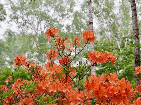 Misty birch forest and rhododendrons, JPG Misty birch forest and rhododendrons, JPG