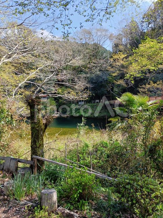 草をかき分けて見た風景 風景,自然,自生の写真素材