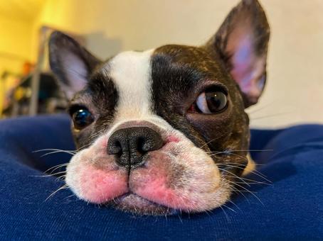 眠たい犬（フレブル）_1 犬,フレブル,鼻ぺちゃの写真素材