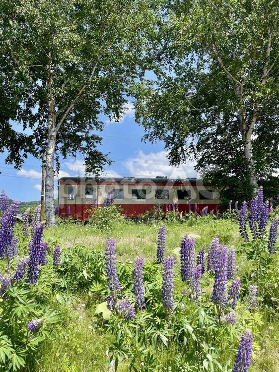 初夏のルピナスとノスタルジックな列 北海道,ルピナス,初夏の写真素材