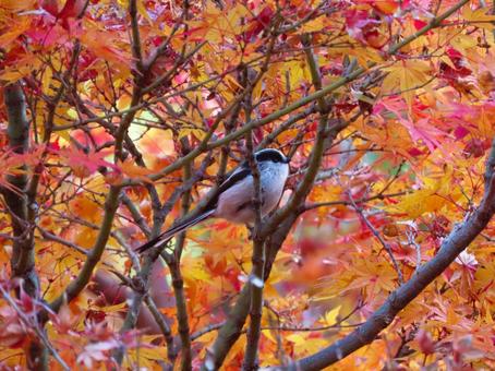 エナガと紅葉 エナガと紅葉 エナガ,紅葉,秋の写真素材